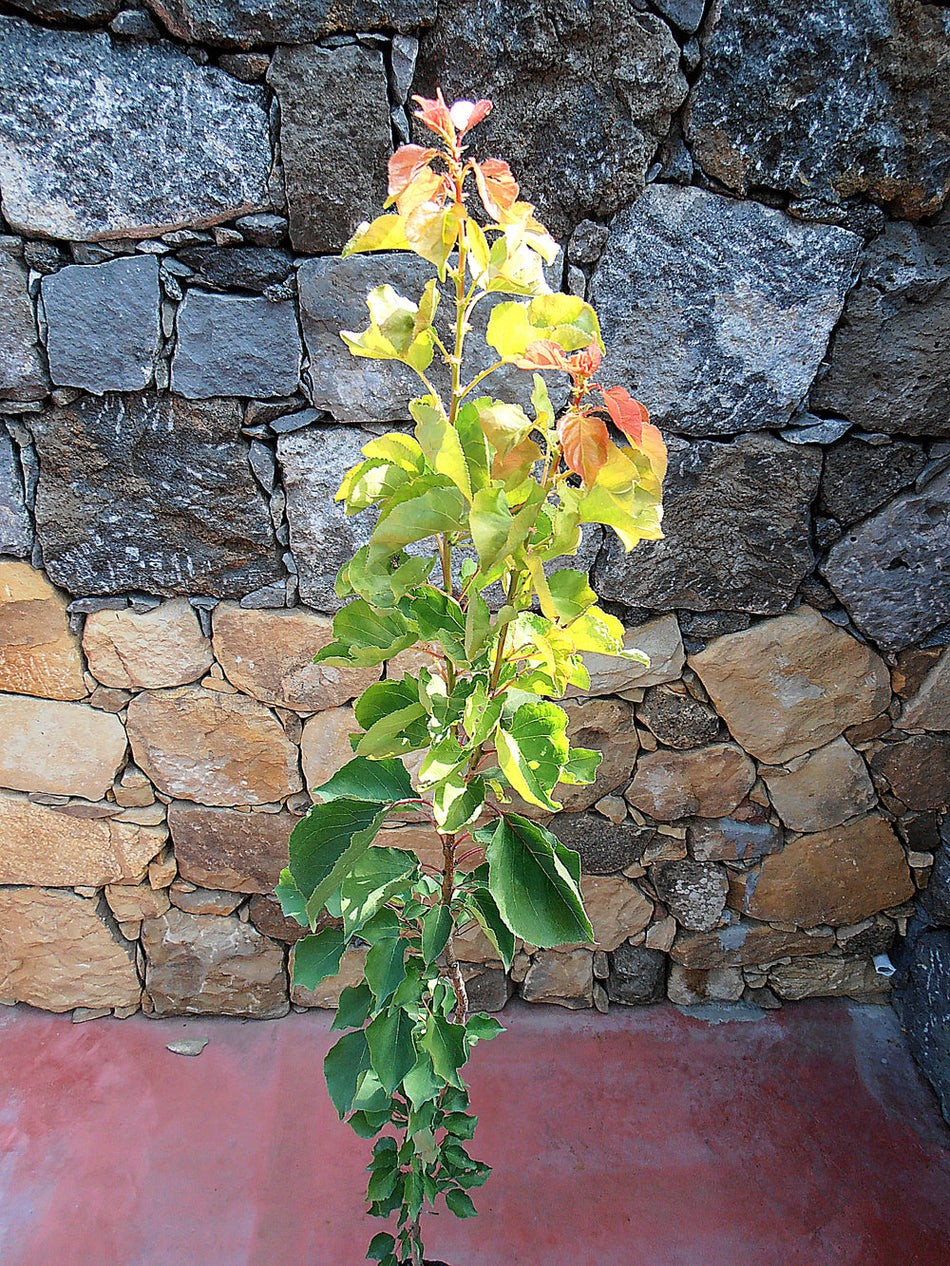 Alberi di albicocche