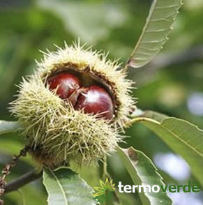 Alberi di castagne