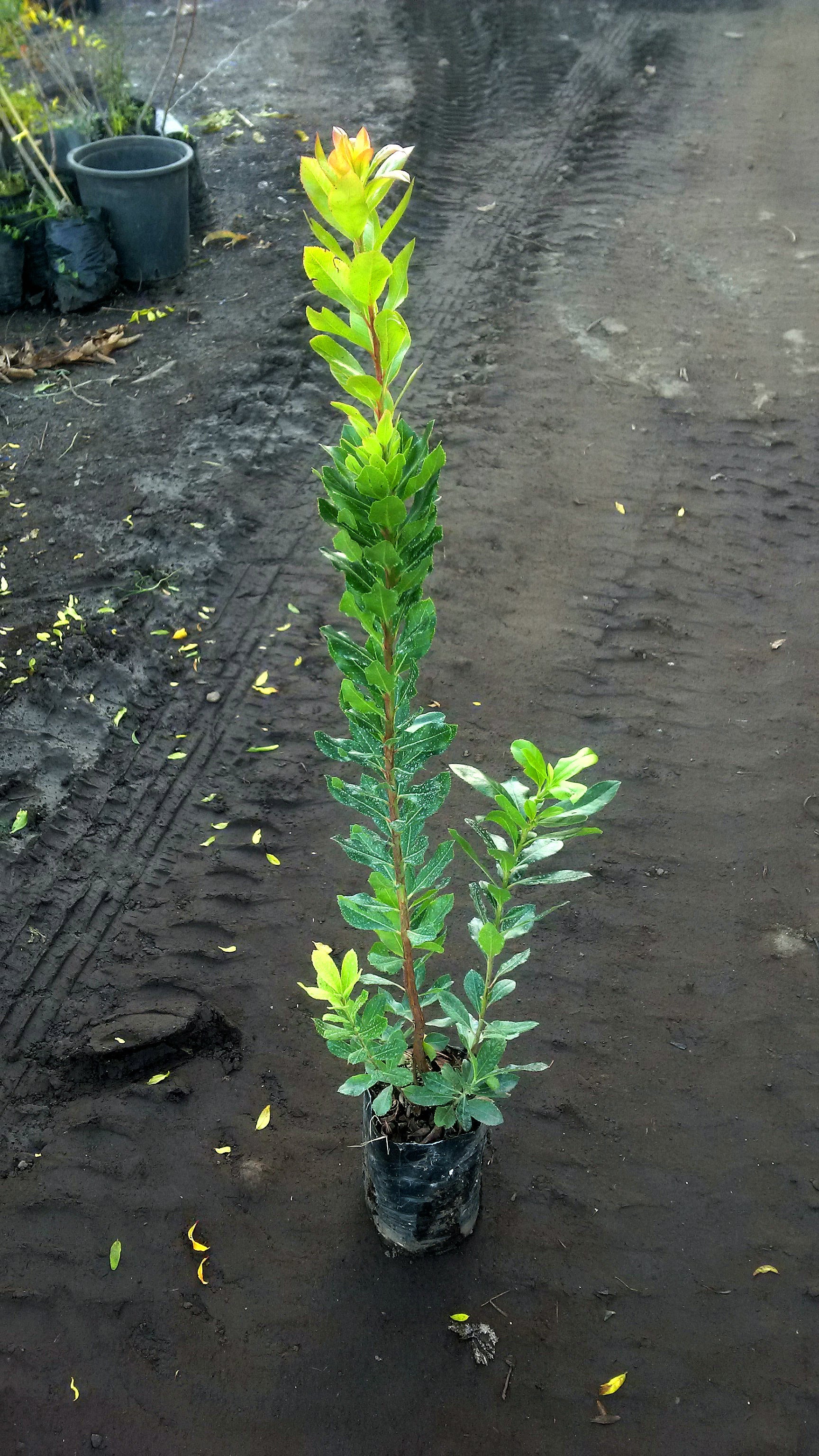 Alberi di corbezzoli