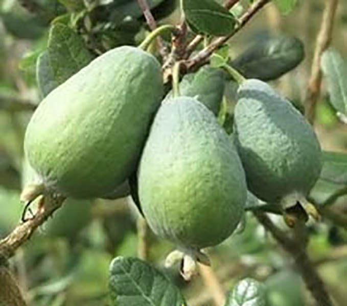 Alberi di feijoa