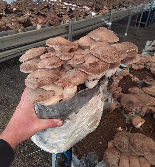 Kit substrato funghi Cardoncelli