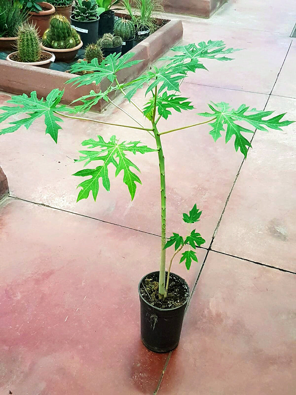 Alberi di papaya