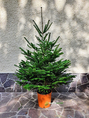 Abete Bianco - 1,2 m