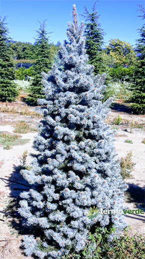 Abete Kosteriana Blu INNESTATO - 1,9 m