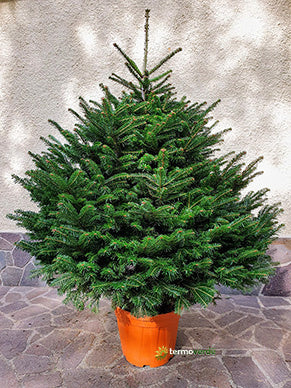 Abete Nordmanniana - 1,0 m