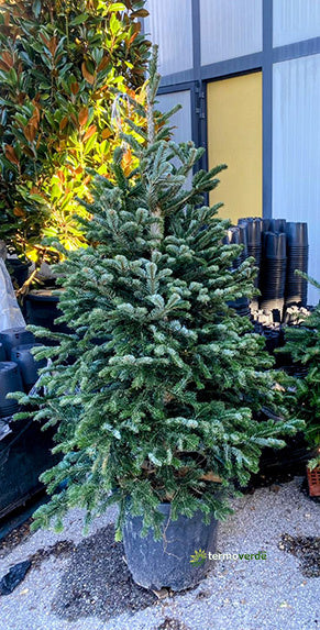 Abete Nordmanniana TRAPIANTATO - 1,5 m