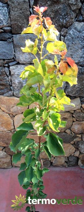 Albero albicocco Tyrinthos, spedizione Express