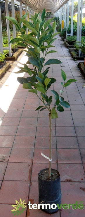 Albero arancio Tacle, spedizione Express