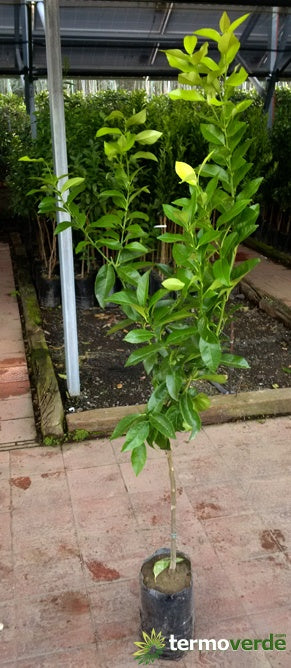 Albero cedro Diamante, spedizione Express