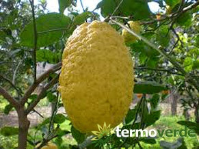 Albero cedro pane Piretto, spedizione Express