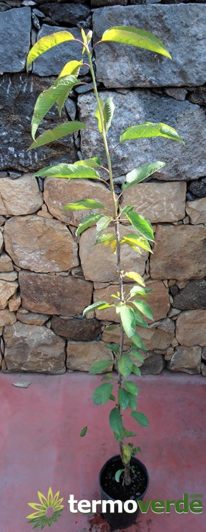 Albero ciliegio Ferrovia, spedizione Express
