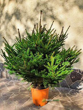Albero di Natale naturale Abete Rosso - 1,35 m