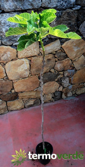Albero fico lungo del Portogallo, spedizione Express