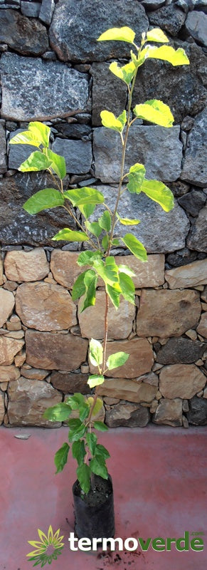 Albero gelso nero, spedizione Express