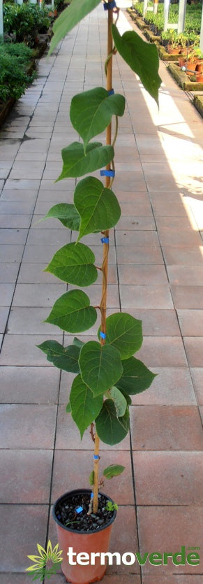 Albero kiwi Hayward, spedizione Express