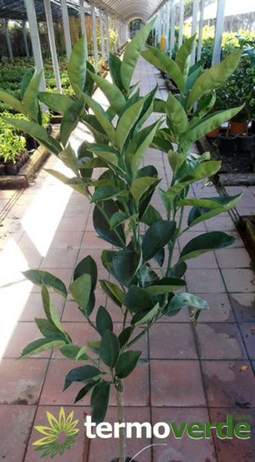 Albero limone Interdonato, spedizione Express