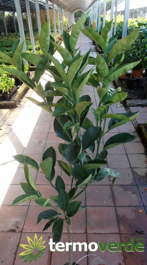 Albero limone Zagara Bianca, spedizione Express
