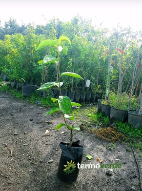 Albero loto Tipo, spedizione Express