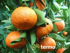 Albero mandarino clementino, spedizione Express
