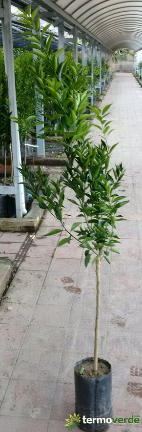 Albero mandarino precoce, spedizione Express