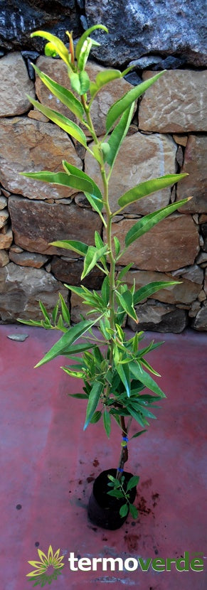 Albero mandorlo Genco, spedizione Express