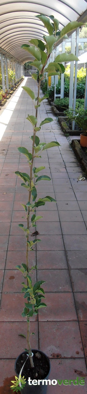 Albero melo Cola, spedizione Express