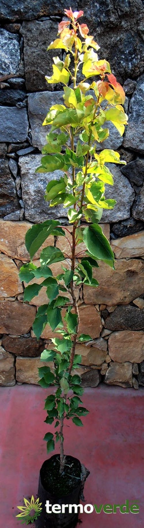 Albero pero Iazzolo, spedizione Express