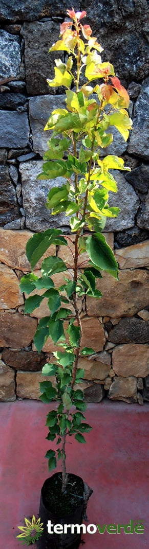 Albero pero William, spedizione Express