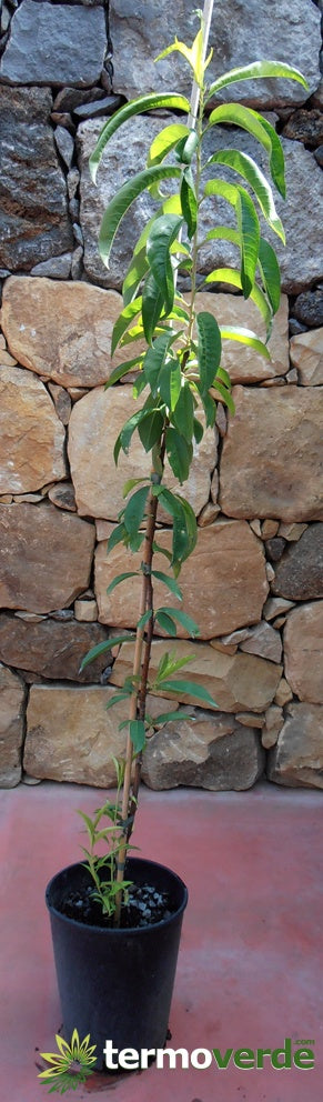 Albero pesco Vesuvio, spedizione Express
