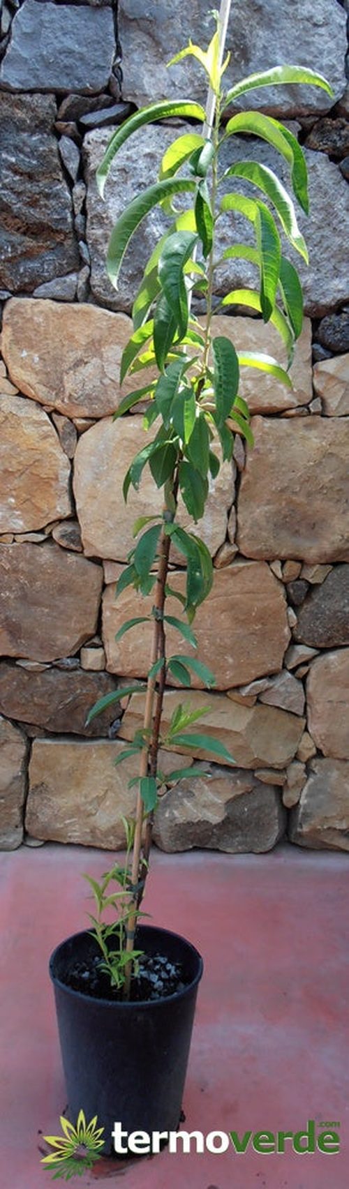 Albero pesco Vesuvio, spedizione Express