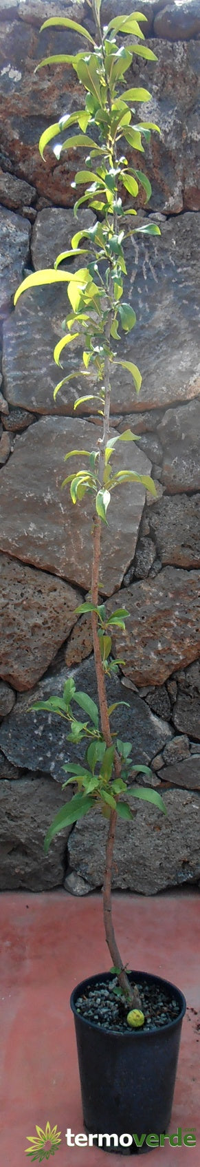 Albero pistacchio maschio impollinatore, spedizione Express