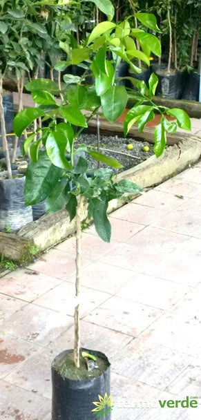 Albero pompelmo bianco, spedizione Express