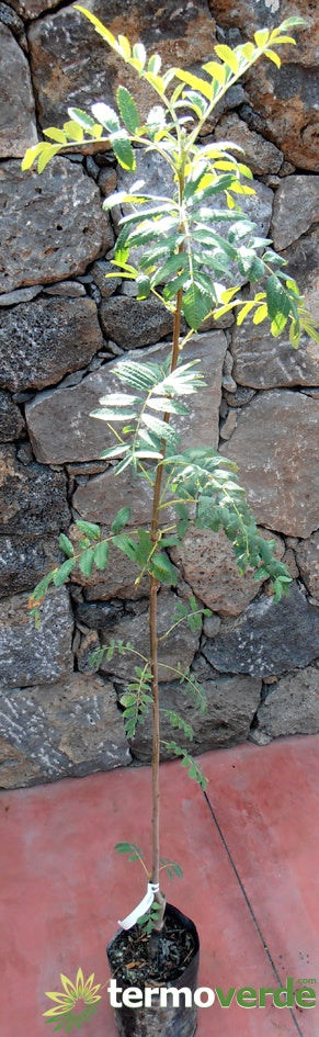 Albero sorbo domestico, spedizione Express