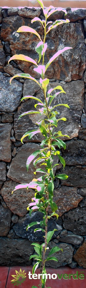 Albero susino Cerasifera, spedizione Express
