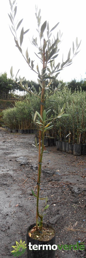 Albero ulivo Nocellara Messinese, spedizione Express