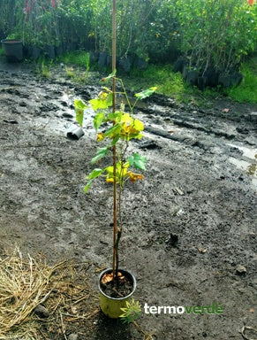 Vite uva da tavola Cardinal, spedizione Express
